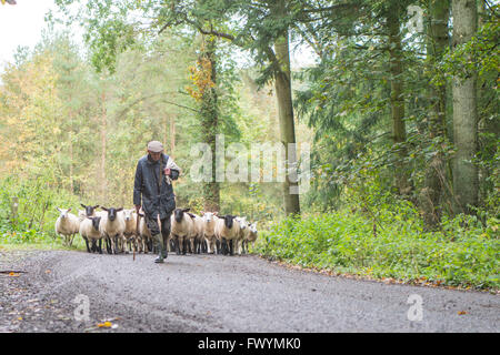 Pastore con il gregge di pecore sulla strada attraverso un legno Foto Stock