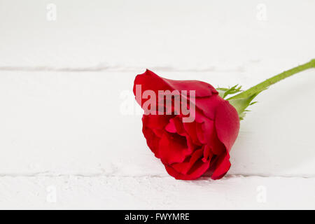 Una sola rosa rossa isolato su bianco tavolato in legno deck sfondo Foto Stock