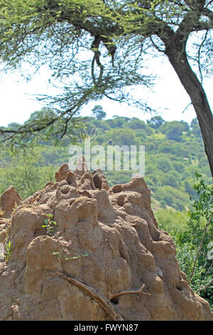 Vista su termiti formicaio sotto un albero di acacia, Lake Manyara National Park, Tanzania Foto Stock