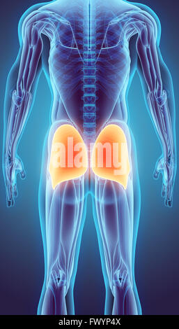 3D illustrazione del gluteo, parte di anatomia del muscolo. Foto Stock