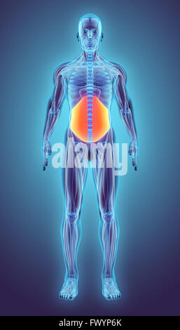 3D illustrazione di Obliquus Internus, parte di anatomia del muscolo. Foto Stock