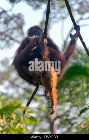 Orangutan, madre con cub nella giungla, Sandakan, Borneo Malaysia Foto Stock