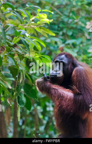 Orangutan nella giungla, Sandakan, Borneo Malaysia Foto Stock