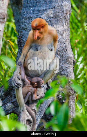 Proboscide scimmie (Nasalis larvatus), madre con cub, Sandakan, Borneo Malaysia Foto Stock