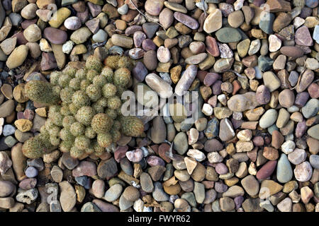 Mammillaria gracilis fragilis cactus/succulento nel giardino di roccia. Foto Stock