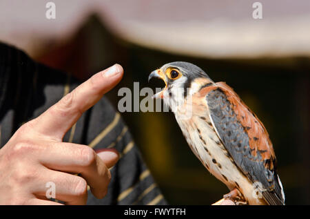 La American Gheppio (Falco sparverius), talvolta colloquialmente noto come Sparviero, è un piccolo falco, e il solo kestr Foto Stock