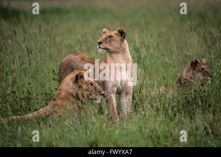 Lion orgoglio che si affaccia all'orizzonte nel Serengeti, Tanzania Foto Stock