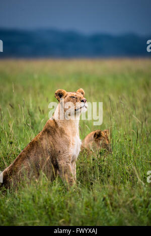 Orgoglio che si affaccia all'orizzonte nel Serengeti, Tanzania Foto Stock