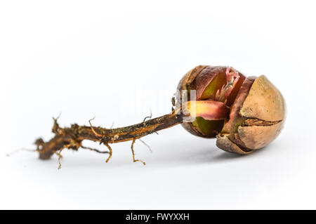 Germoglio di quercia che cresce dal acorn con radici Foto Stock