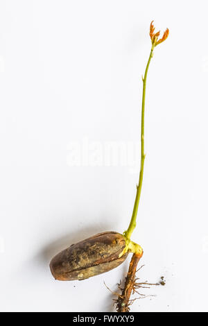 Germoglio di quercia che cresce dal acorn con radici Foto Stock