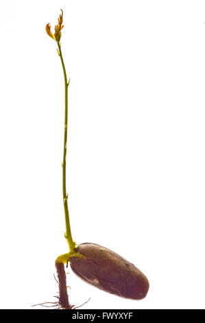 Germoglio di quercia che cresce dal acorn con radici Foto Stock