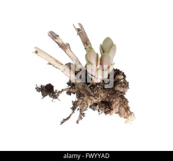 Sedum spectabile germogli, radici e vecchia ramoscello isolati su sfondo bianco. Foto Stock