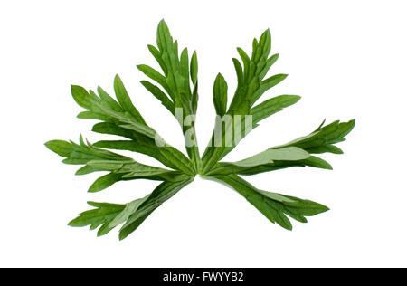 Geranium pratense leaf isolati su sfondo bianco. Foto Stock