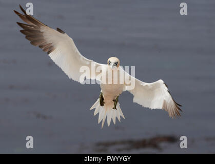 Close up battenti northern gannet (Morus bassanus) si sta preparando a sbarcare sull'isola di Helgoland, Germania - mare in background Foto Stock