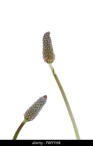 Due Planzago lanceolata fiorisce con gambo isolato su sfondo bianco. Foto Stock