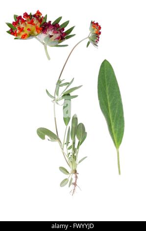 Antyllis vulneraria pianta e dettagli di fiore e foglie accanto isolati su sfondo bianco. Foto Stock