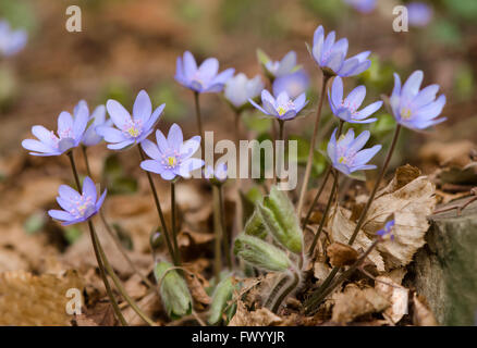 Gruppo di hepatica fiori nel paesaggio di boschi. Foto Stock