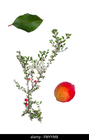 Cotoneaster con bacche e foglie accanto isolati su sfondo bianco. Foto Stock