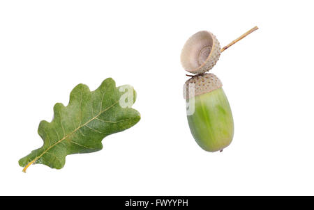 Immagine ravvicinata di foglie di quercia e acorn isolato su sfondo bianco. Foto Stock