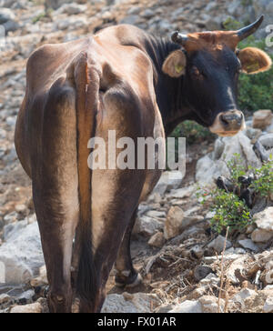 Una mucca scamone basso da dietro guardando la fotocamera Foto Stock