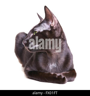 Black oriental shorthair cat ritratto, isolati su sfondo bianco Foto Stock