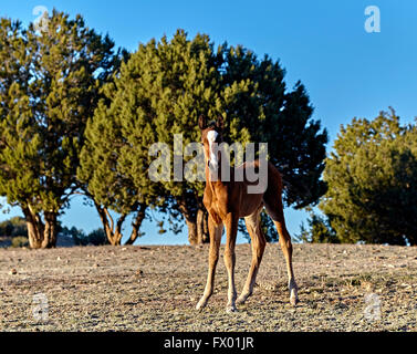 Un puledro in marrone con un bianco blaze sulla faccia in piedi in un campo aperto Foto Stock
