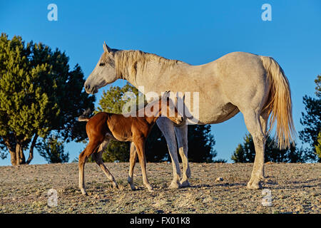 Un puledro marrone in piedi accanto a sua madre Foto Stock