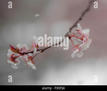 Rosa cherry tree blossoms - La neve cade in primavera i fiori e gli alberi di ciliegio in Swarthmore e Media Pennsylvania; si trova al di fuori di Philadelphia. | ciliegia Sakura | fiori di ciliegio fiori | gelido e nevoso fiori| Credito: Don Mennig/Alamy Live News Foto Stock