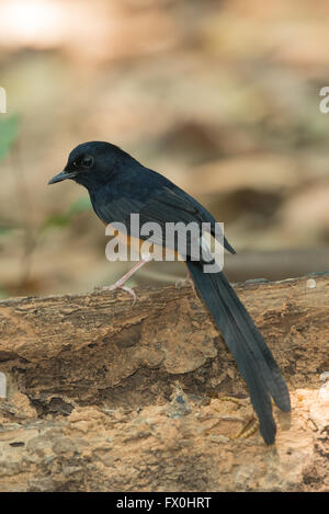 Bianco-rumped shama (Copsychus malabaricus) maschio da Kaeng Krachan National Park. Foto Stock