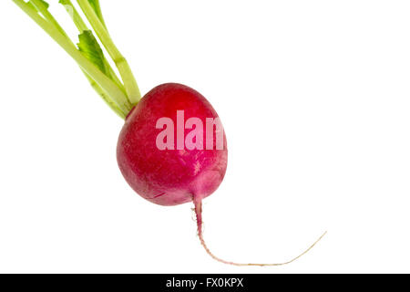 Fresco di ravanello rosso isolato su sfondo bianco Foto Stock