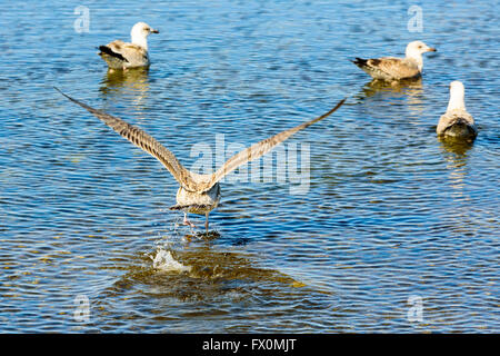 Gregge di capretti caspian gabbiani in acque poco profonde in primavera. Un uccello vola. Foto Stock