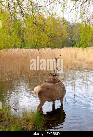 Red Deer in wollaton park nottingham England Regno Unito Foto Stock