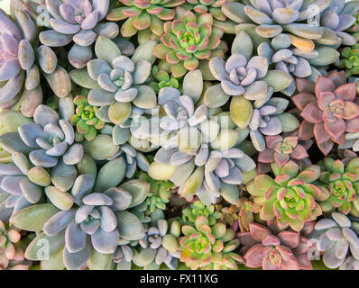Disposizione rettangolare di succulente; cactus succulente in una piantatrice Foto Stock