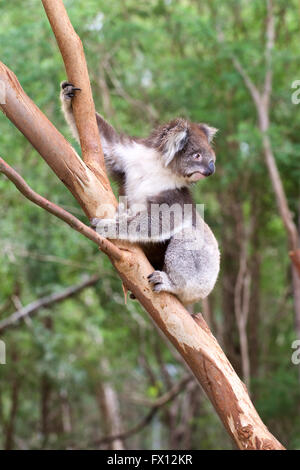 Koala su albero Foto Stock