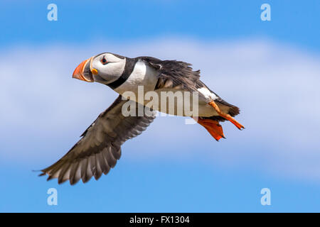 Close-up di un Atlantic puffin catturati in volo sopra le isole farne, Gran Bretagna Foto Stock