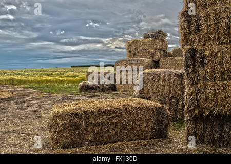 Immagine artistica di balle di paglia su terreni agricoli Foto Stock