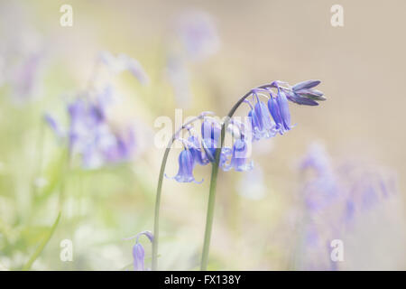 Close up di bosco bluebells con un morbido color pastello effetto aggiunto in post-produzione. Foto Stock