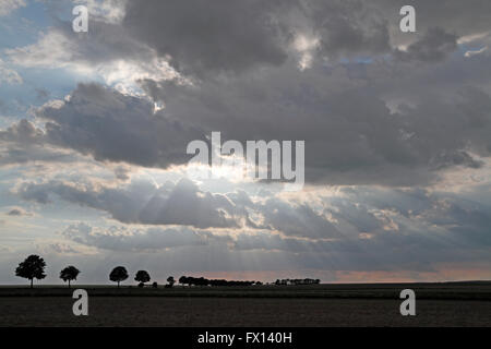 Una linea di alberi stagliano contro un luminoso ambiente SUN. Foto Stock