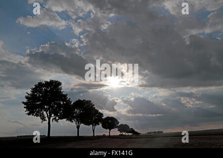 Una linea di alberi stagliano contro un luminoso ambiente SUN. Foto Stock