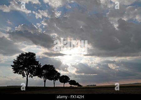 Una linea di alberi stagliano contro un luminoso ambiente SUN. Foto Stock