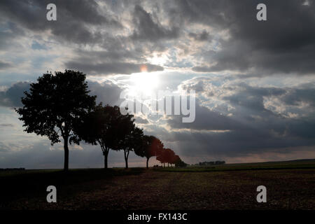 Una linea di alberi stagliano contro un luminoso ambiente SUN. Foto Stock