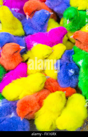 Polli colorati in una scatola. Foto Stock