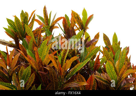 Codiaeum variegatum lascia isolati su sfondo bianco Foto Stock