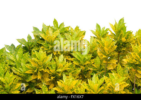 Codiaeum variegatum lascia isolati su sfondo bianco Foto Stock