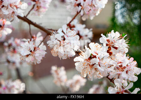 Primavera sbocciano i fiori di albicocca. Natura bella scena con rigogliosi alberi di albicocche. Fiori di Primavera. Splendido frutteto Dettagli. La primavera. Foto Stock