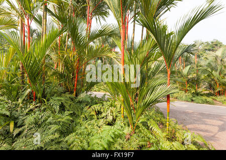 Rossetto rosso Rajah palme che cresce su letto di felci al Giardino Botanico Foto Stock