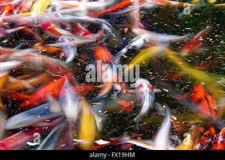 Uno spettacolare pesce Koi Pond al giardino giapponese con lunghi tempi di esposizione sfondo astratto Foto Stock