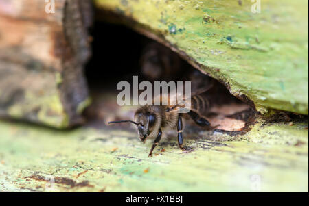 Api in alveare close up Foto Stock