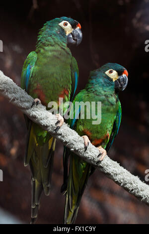 Blu-winged macaw (Primolius maracana), noto anche come Illiger's macaw a Budapest Zoo in Budapest, Ungheria. Foto Stock