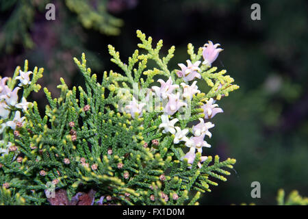 Serbia - Bianco cedro (Thuja occidentalis) ramo con pigna propaggini Foto Stock